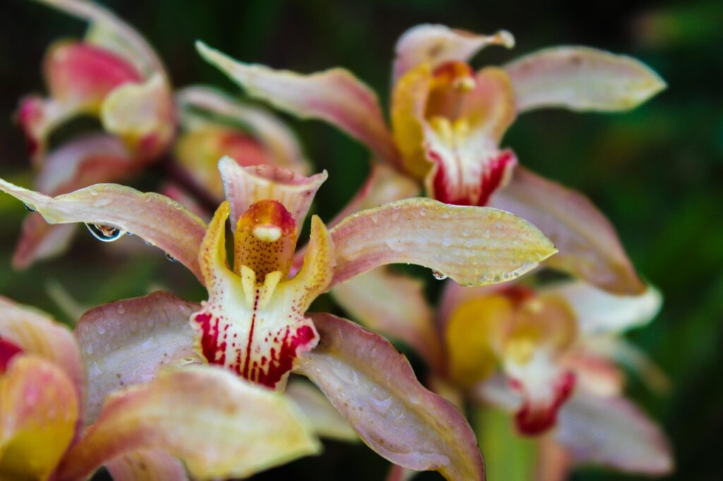 cymbidium-3432663_1280