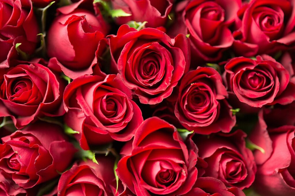 red-1867767_1280