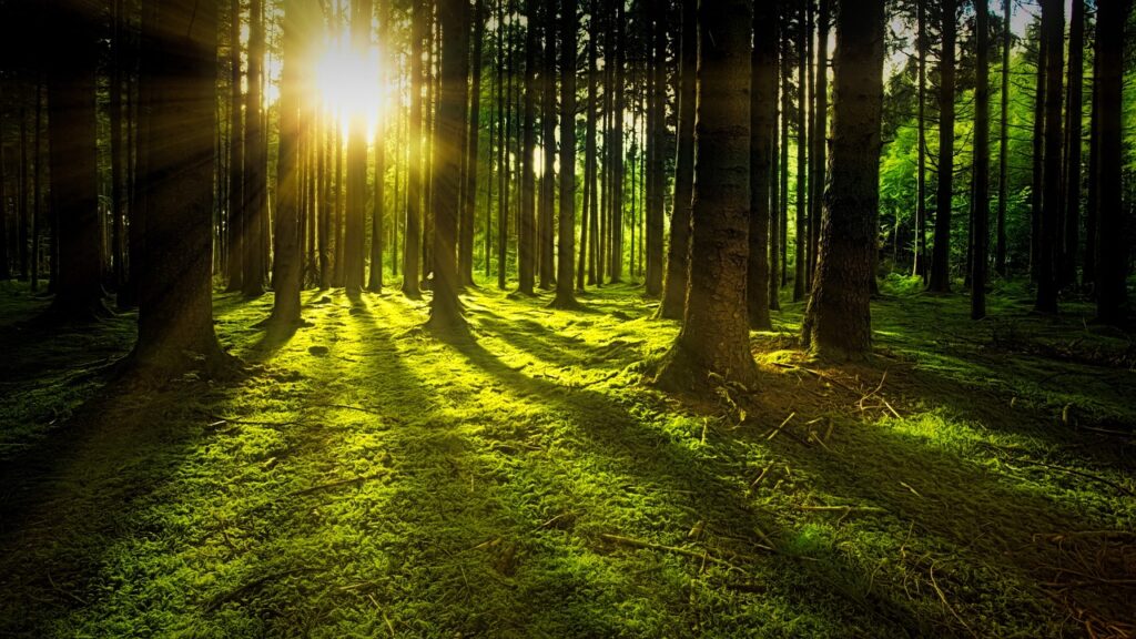 trees-3294681_1280