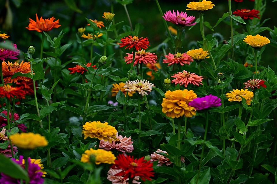 zinnias-4397530_960_720